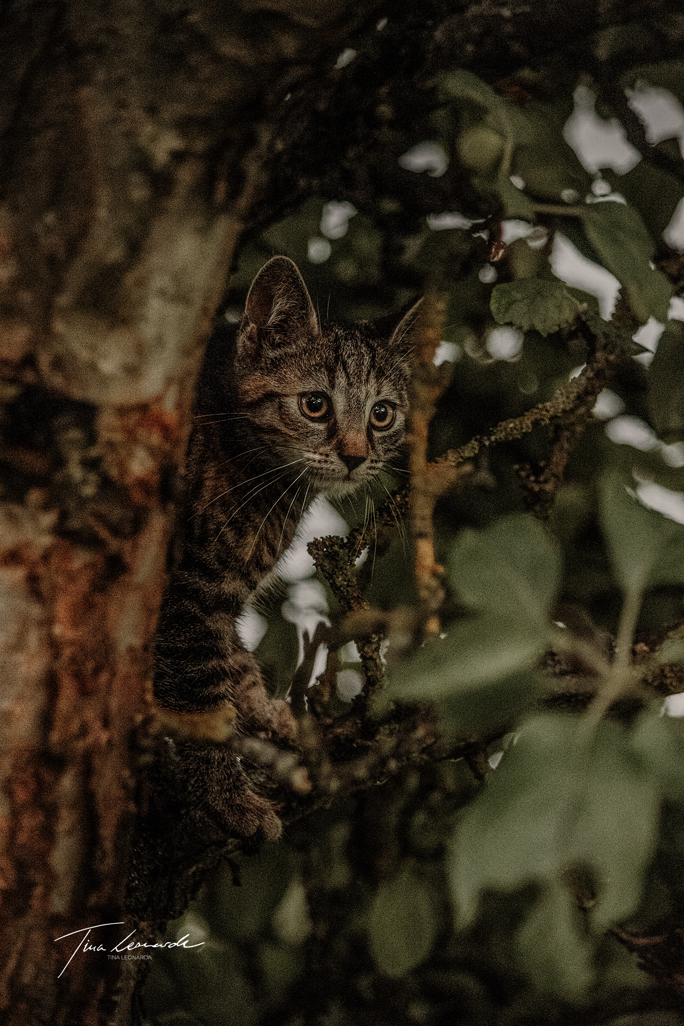 Junge Katze auf Baum