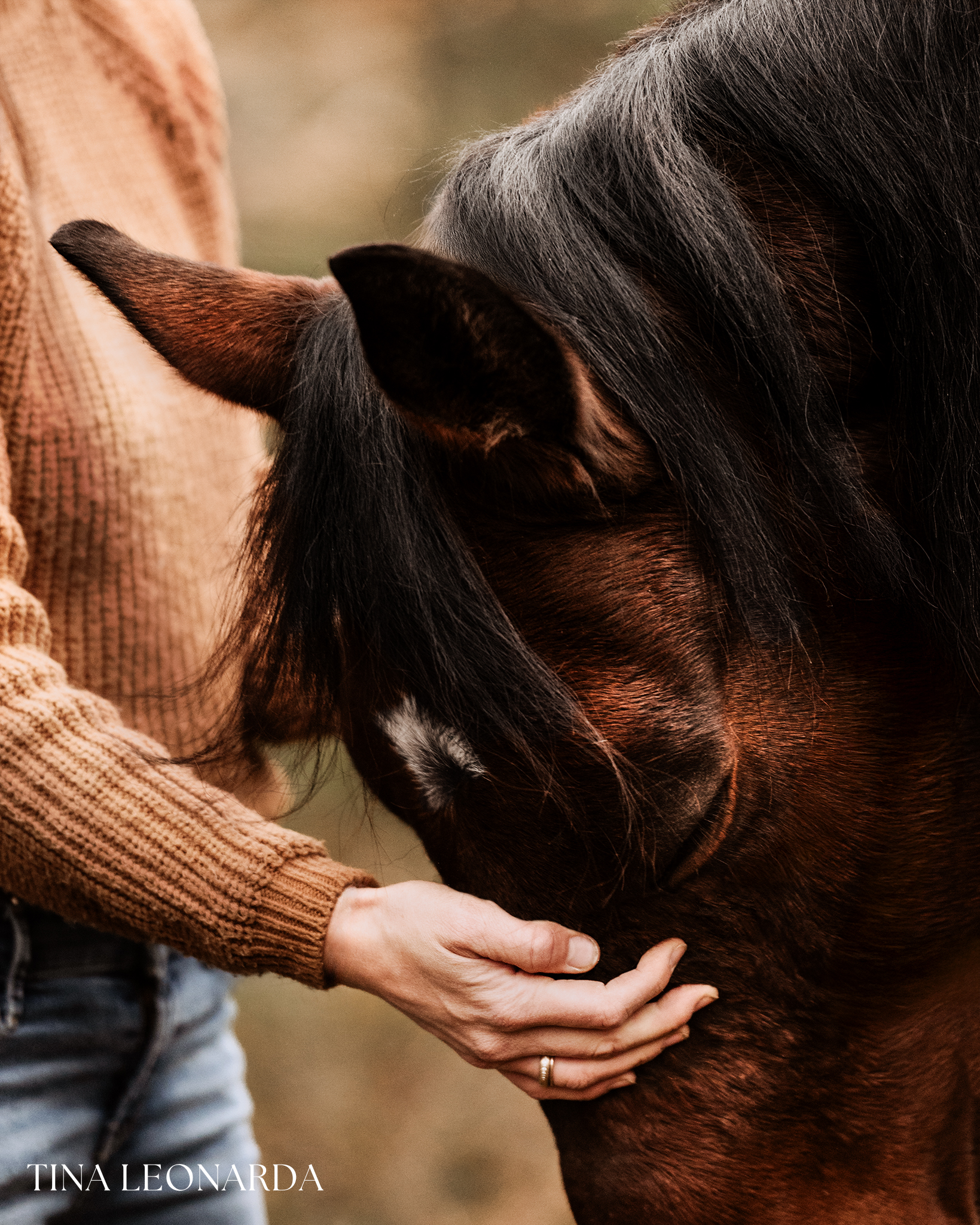 Berührung zwischen Mensch und Pferd Hand einer Frau berührt sanft die Stirn eines Pferdes – Detailaufnahme mit warmem Licht