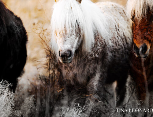 Wenn der Frost flüstert: Curly Ponys im Winterlicht