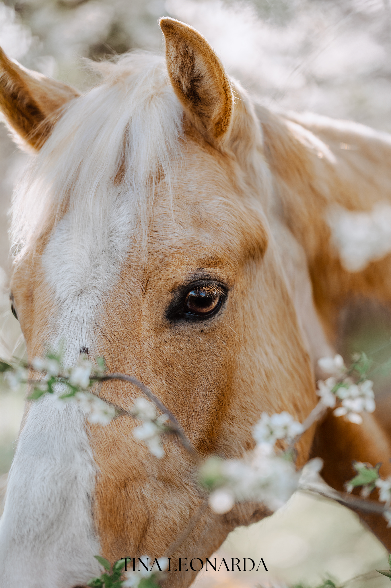 Pferdeauge zwischen Frühlingsblüten Ein goldenes Pferd blickt durch weiße Blüten in die Kamera – ruhige Nahaufnahme mit Fokus auf das Auge