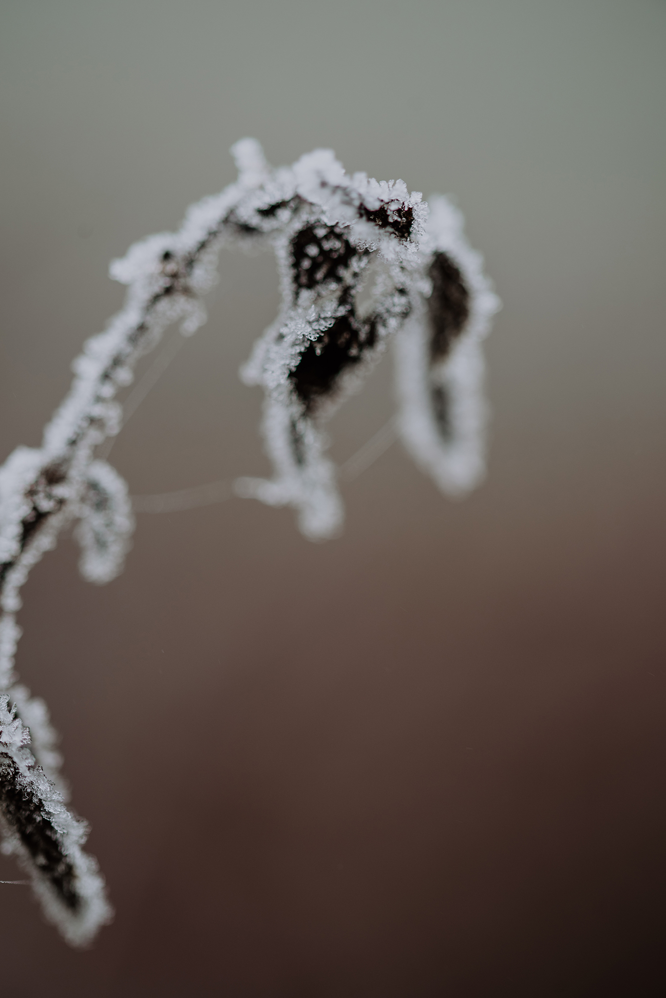 Frostige Makroaufnahme einer Pflanze im Winter Makroaufnahme einer vereisten Pflanze im Winter – frostbedeckte Blätter mit Eiskristallen in ruhiger Naturstimmung