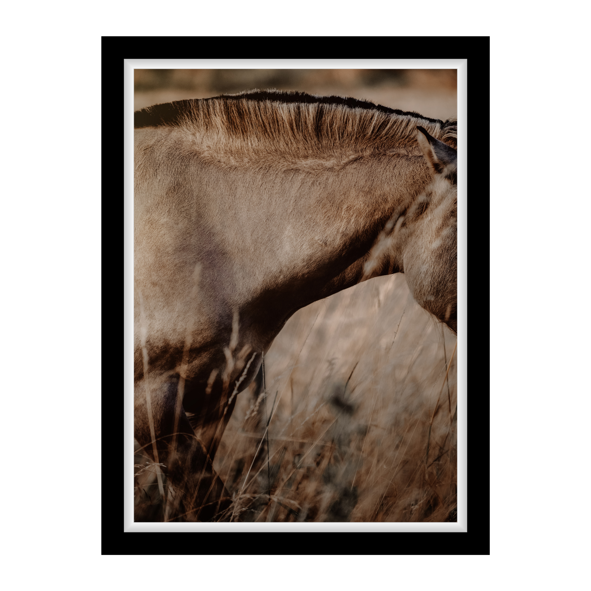 Fjordpferd im goldenen hohem Sommergras – ruhige, warme Pferdefotografie als Fine Art Print für natürliche Eleganz und eine erdende Raumwirkung.