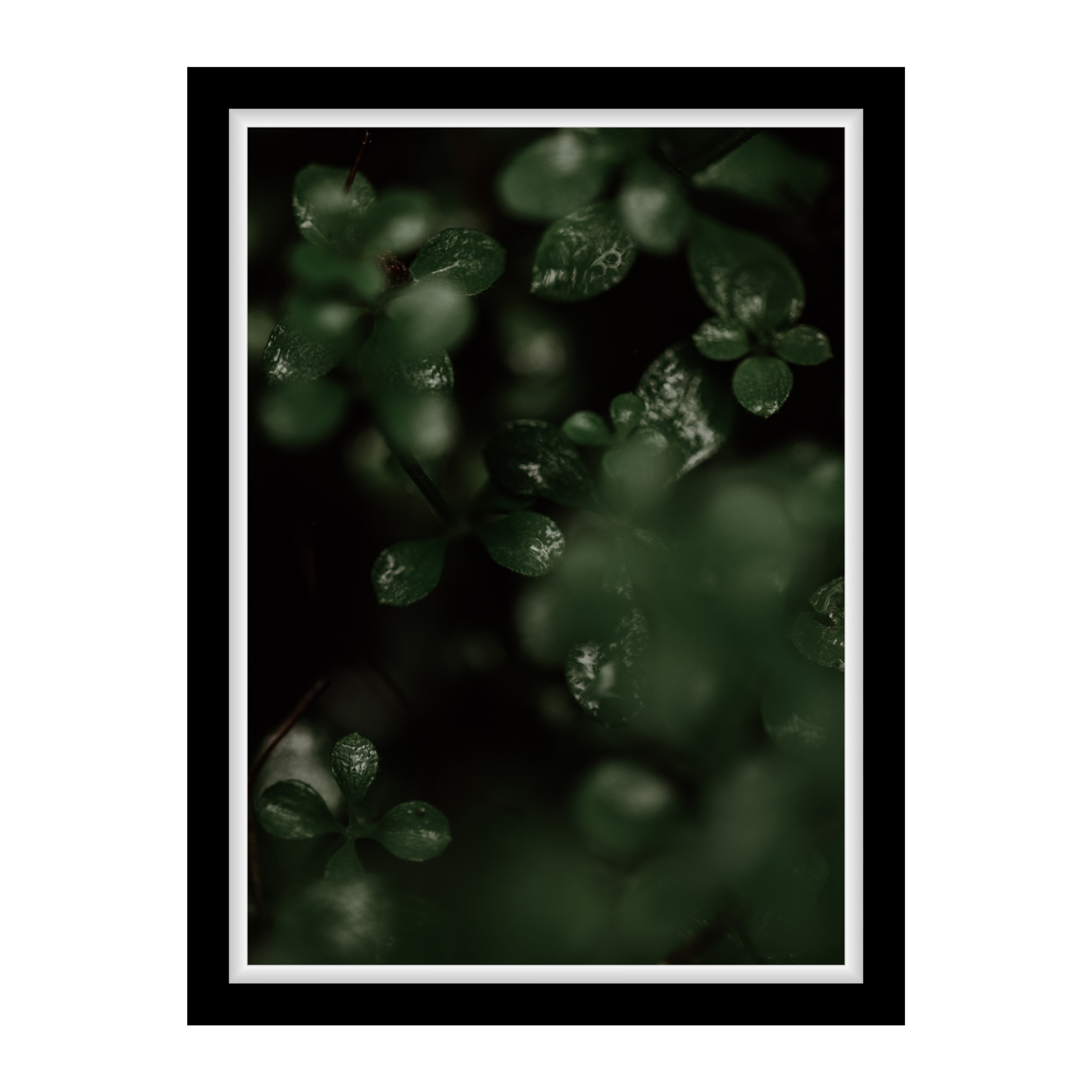 Vom Regen glänzende, dunkelgrüne Blätter im Wald – Fine Art Naturfotografie als Wandbild, detailverliebt und stimmungsvoll.