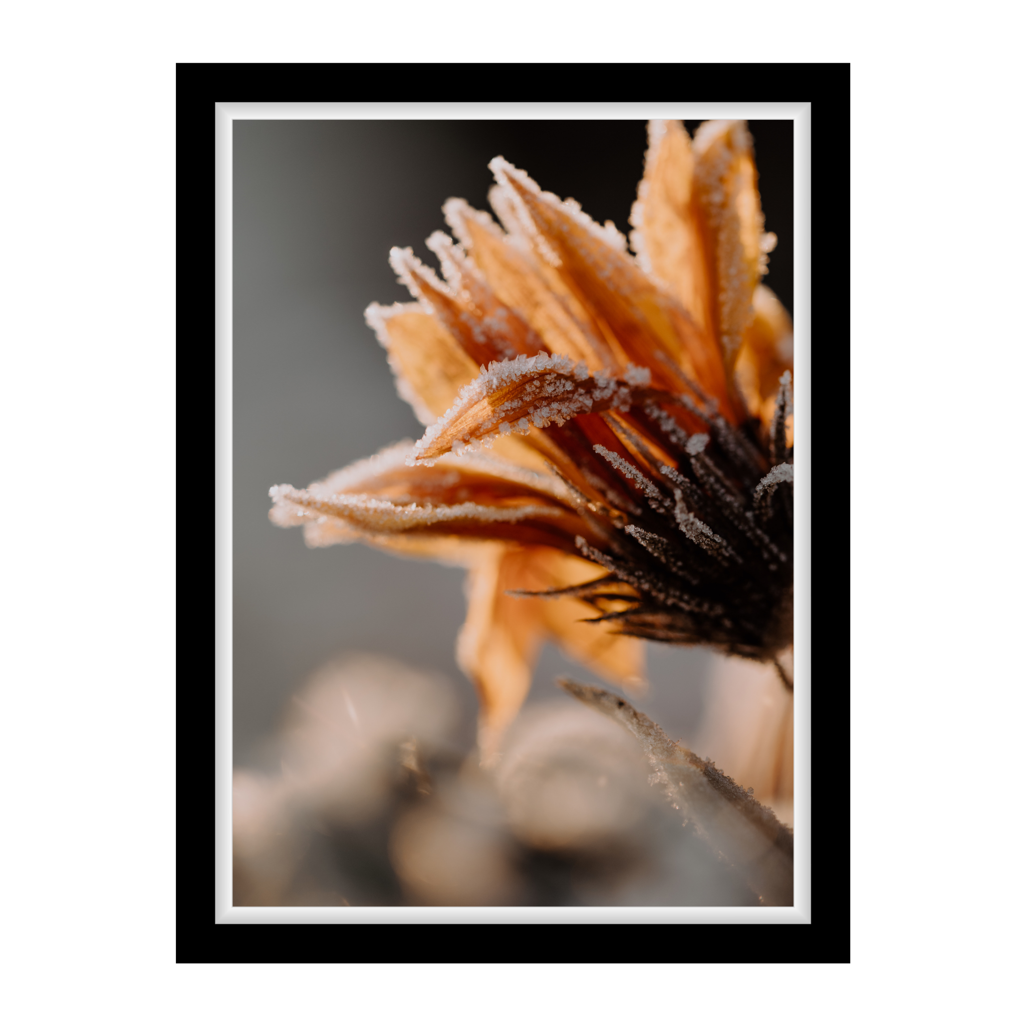 Vom Frost umhüllte Blüte im Morgenlicht – zarte, poetische Makrofotografie als Fine Art Print für Winterstimmung und natürliche Eleganz.