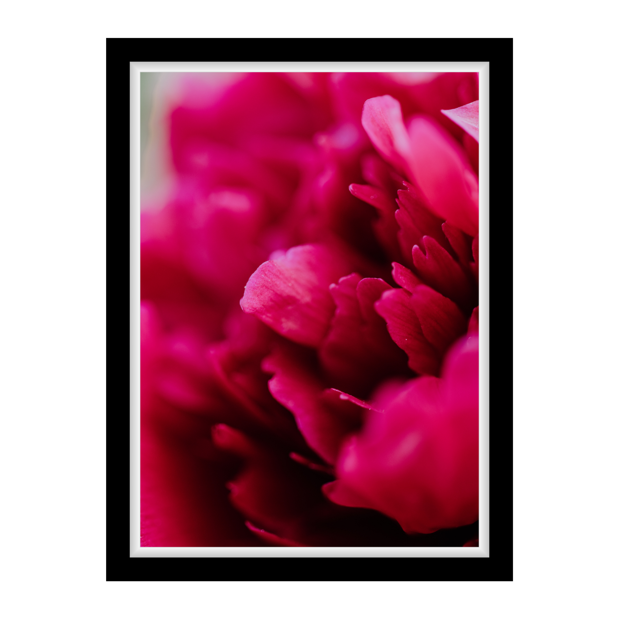 Makrofotografie einer Pfingstrose – detailreiche, zarte Blütenblätter in kräftigem Pink als Fine Art Print für Wärme, Weichheit und Farbtiefe.