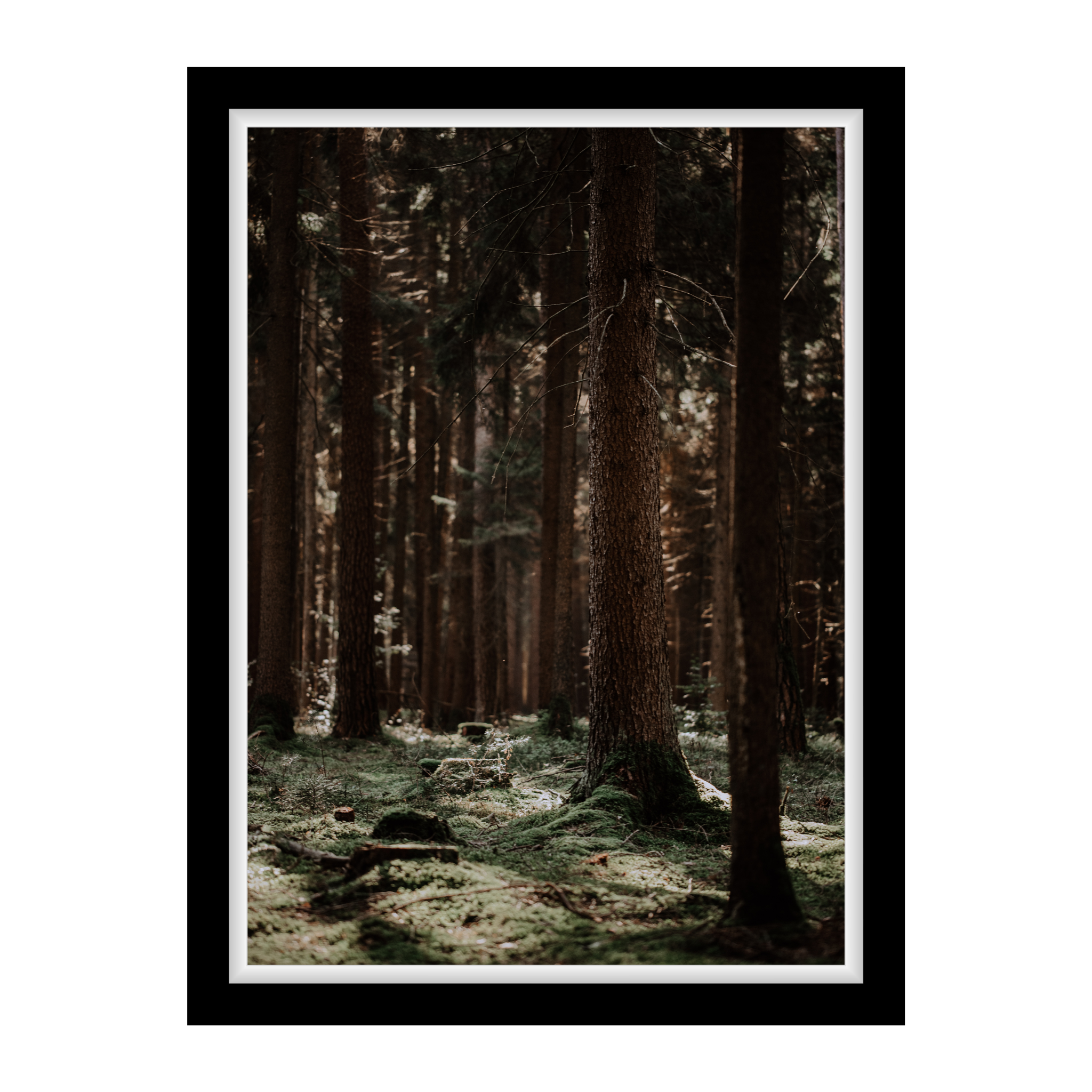 Stiller Wald mit moosbedecktem Boden – Fine Art Waldfotografie als Wandbild für Ruhe, Tiefe und erdende Naturverbundenheit.